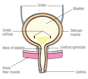 Female urinary tract diagram