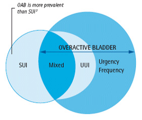 Diagram between overactive bladder and stress urinary incontinence