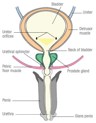 Male urinary tract diagram